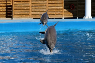 delfines  © juan