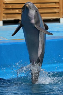 delfines 
