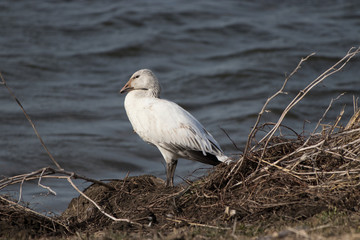 Snow Goose White Phase