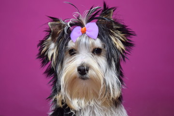 chien Biewer Yorkshire Terrier