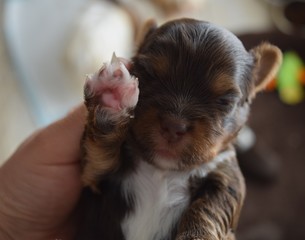 chiot yorkshire chocolat