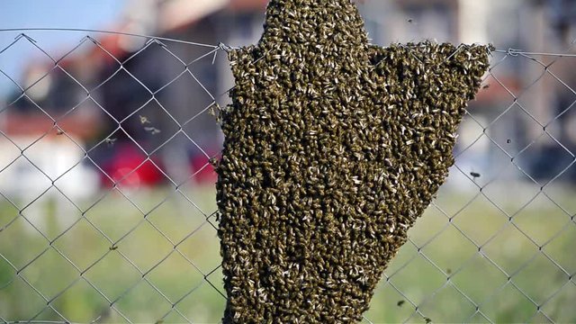 Dangerous neighborhood - beehive near the residential area