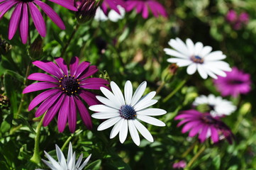 Fototapeta premium Flower Garden