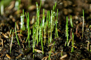Fresh green spring grass with dew drops. Close up. Soft and Selective focus.