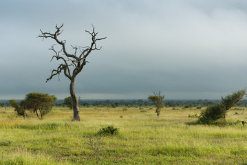 Lone dead tree standing on lush green african savannah