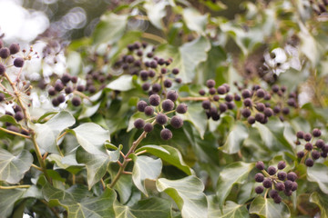 Hedera helix - Poisonous climbing garden plant in the background.