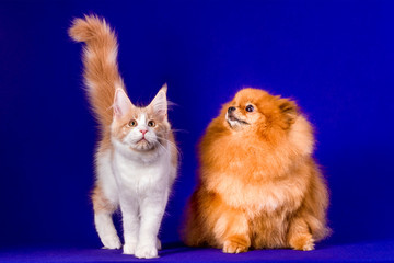 Fototapeta premium Maine coon kitten and Pomeranian dog best friends on blue background. Friendship.