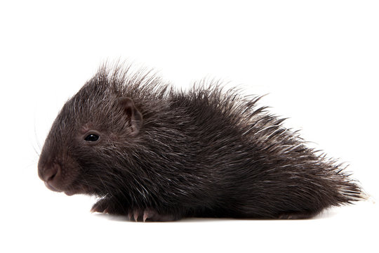 Indian crested Porcupine baby on white © Farinoza