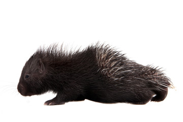 Indian crested Porcupine baby on white