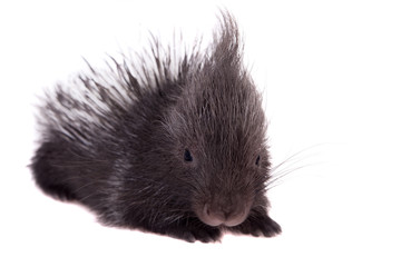 Indian crested Porcupine baby on white