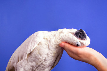 A very nice white parrot loving its hostess and keeping its head on her palm. Concept: Love and tenderness.