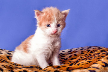 New born maine coon kitten on pad on blue background.