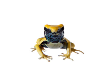 Regina Dyeing Poison dart frogling, Dendrobates tinctorius, on white