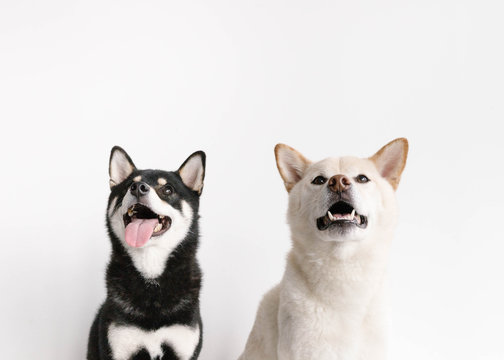 Two happy dogs looking up