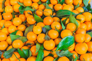 heap of ripe sweet tangerines with green leaves