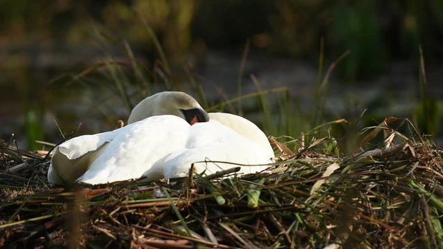 Nesting Mute Swan (Cygnus olor)