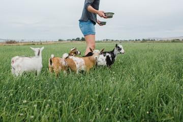 pygmy goats follow woman into pasture