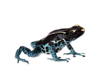 Awarape Dyeing Poison dart frog, Dendrobates tinctorius, on white