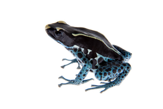 Awarape Dyeing Poison dart frog, Dendrobates tinctorius, on white