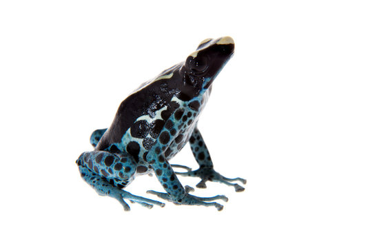Awarape Dyeing Poison dart frog, Dendrobates tinctorius, on white