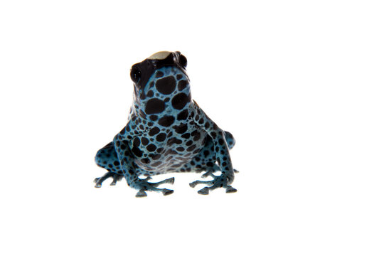 Awarape Dyeing Poison dart frog, Dendrobates tinctorius, on white