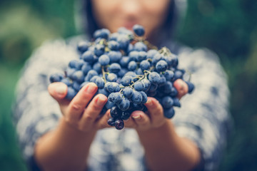 the girl treats and offers fresh juicy ripe grapes