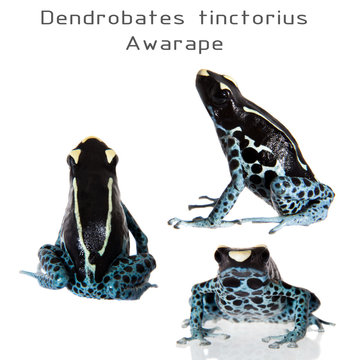 Awarape Dyeing Poison dart frog, Dendrobates tinctorius, on white