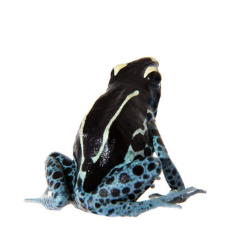 Awarape Dyeing Poison dart frog, Dendrobates tinctorius, on white