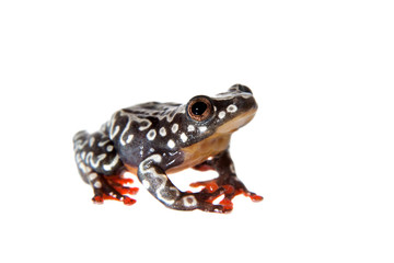 Riggenbach's reed frog, female, Hyperolius riggenbach, on white