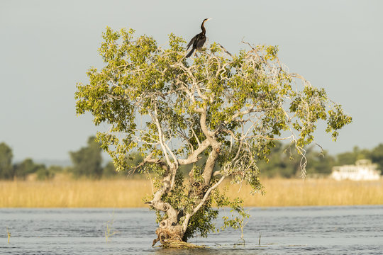 รูปภาพTreetop – เลือกดูภาพถ่ายสต็อก เวกเตอร์ และวิดีโอ177,982 | Adobe Stock