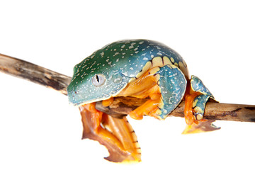 The fringe tree frog on white