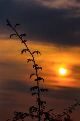 Branch during the sunset