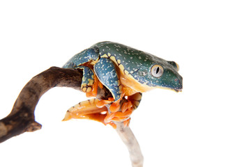 The fringe tree frog on white