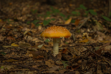One mushroom in deep forest