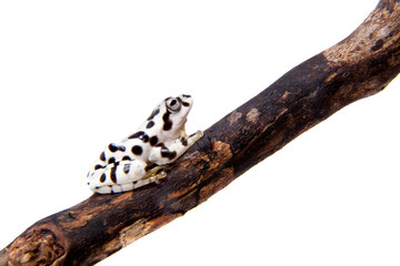 Annam flying frog, Rhacophorus annamensis, on white