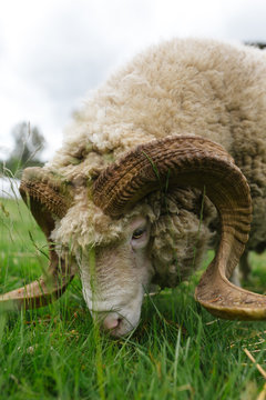Wooly ram eating grass