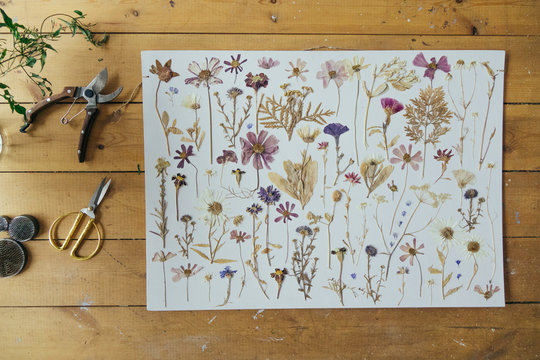 Large herbarium of flowers