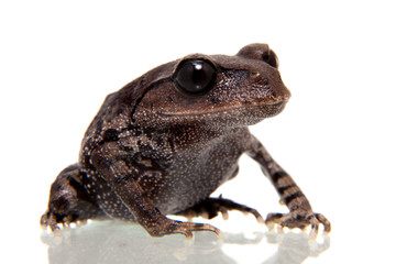 Kakhien Hills spadefoot toad on white