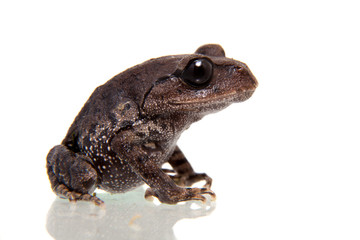 Kakhien Hills spadefoot toad on white