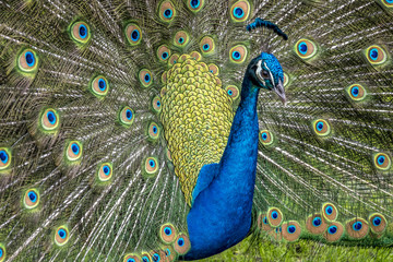 Naklejka premium Peafowl or peacock bird
