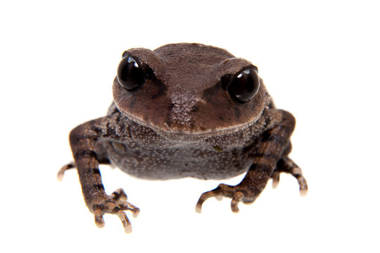 Kakhien Hills spadefoot toad on white