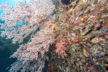 Coral reef off coast of Bali