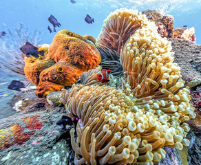 Coral reef off coast of Bali © John Anderson