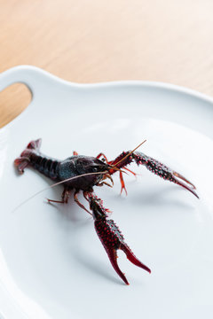 Close up of Crayfish on plate