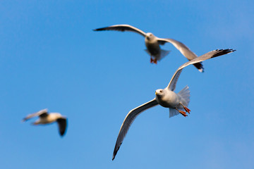 Birds Flying