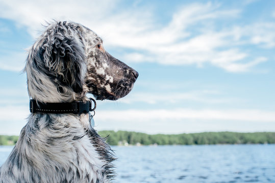 English Setter Puppy at the Lake