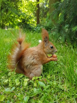 squirell is eating hazelnut on grass