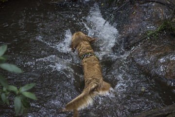 Un perro bañandose