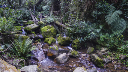 La naturaleza de un humedal