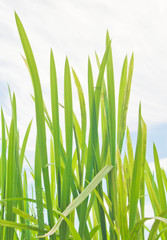 green grass against the sky with white clouds